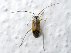 Poppiocapsidea biseratense