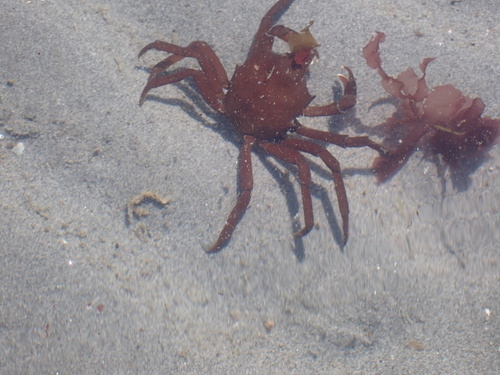 Northern Kelp Crab