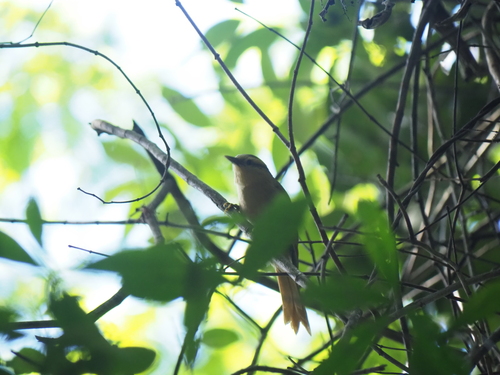 Buff-fronted Foliage-gleaner (Dendroma rufa), photo 7