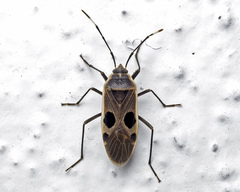 Physopelta cincticollis