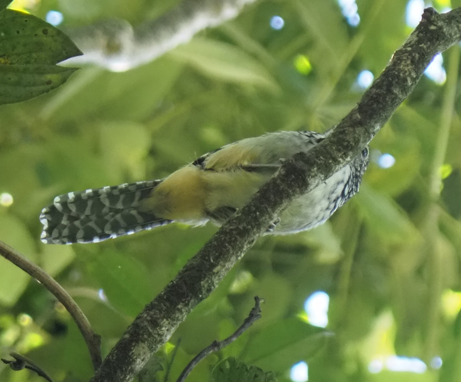 Spot-backed Antshrike (Hypoedaleus guttatus), photo 10