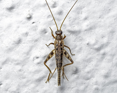 Pentacentrus