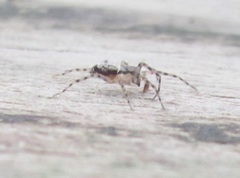 Desidae