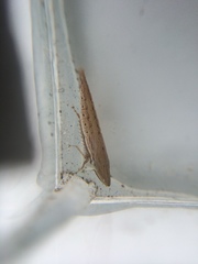 Euacanthella palustris