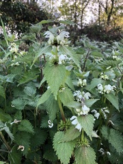Lamium album