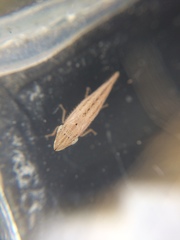 Euacanthella palustris