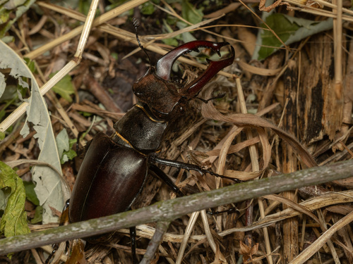 European Stag Beetle