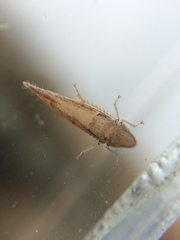 Euacanthella palustris