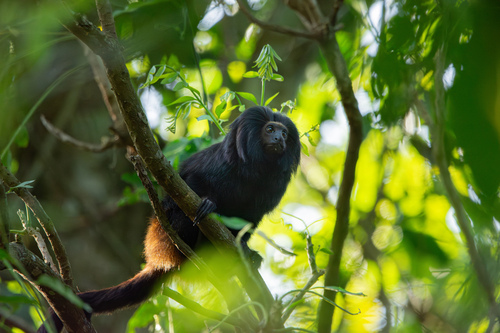 Black Lion Tamarin