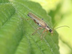 Cantharis decipiens