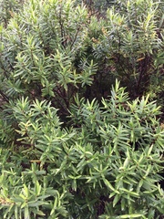 Veronica strictissima
