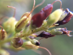 Veronica strictissima