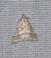 Leptosteges parthenialis