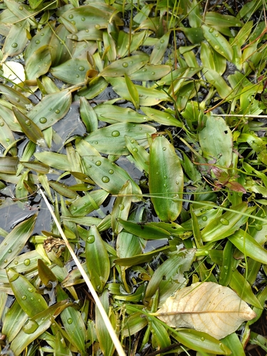 Bog Pondweed