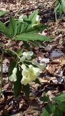 Cardamine enneaphyllos