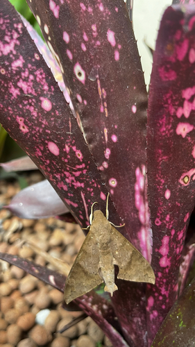 Lesser Ficus Sphinx