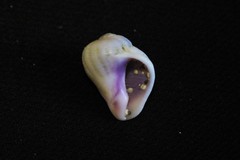 Coralliophila violacea