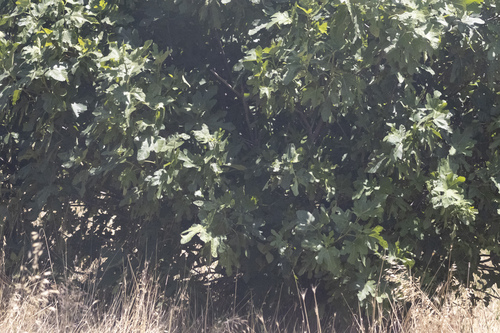 common fig