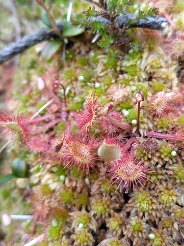round-leaved sundew