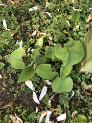Piper auritum