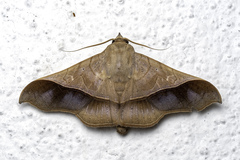 Chilkasa falcata