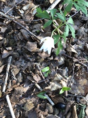 Anemonoides nemorosa