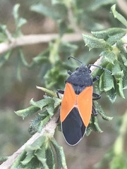 Melanopleurus bicolor