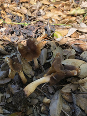 Helvella compressa