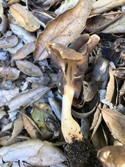 Helvella compressa
