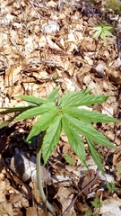 Cardamine enneaphyllos