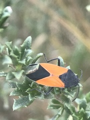 Melanopleurus bicolor