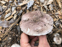 Agaricus megalocarpus