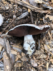 Agaricus megalocarpus