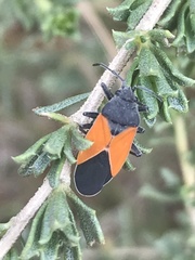 Melanopleurus bicolor
