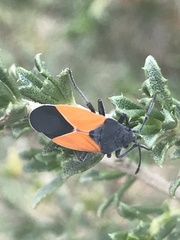 Melanopleurus bicolor