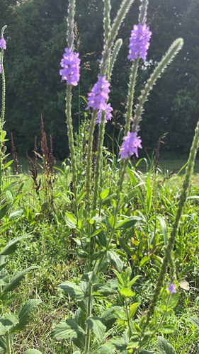 hoary vervain