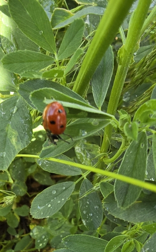 Seven-spotted Lady Beetle