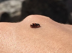 Hippodamia glacialis lecontei