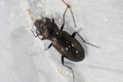 Notiophilus palustris