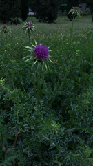 Silybum marianum