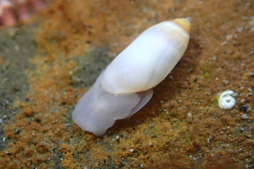 Cylichnella observed 2026-06-16