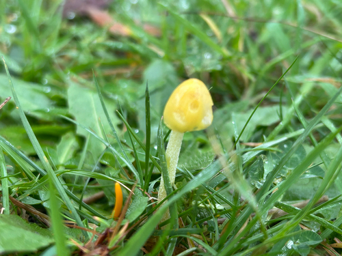 yellow fieldcap