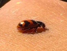 Hippodamia glacialis lecontei