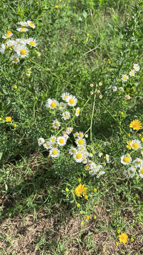 daisy fleabane
