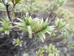 Pimelea aridula
