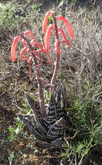 Gonialoe variegata