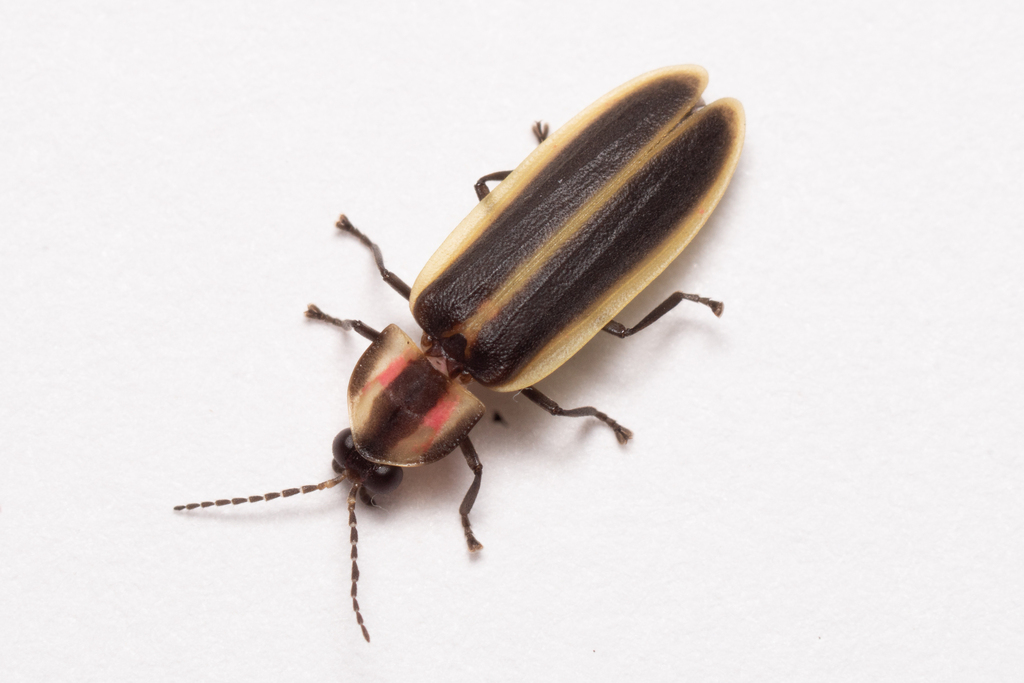 Marginal firefly
