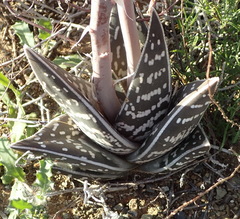 Gonialoe variegata