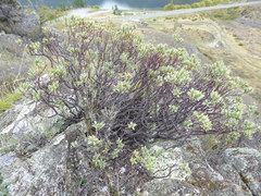 Pimelea aridula
