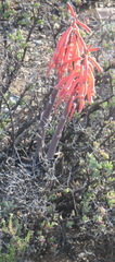 Gonialoe variegata